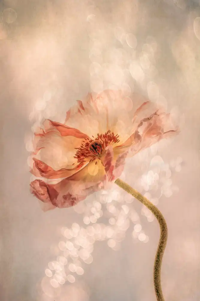 Lee, van Hilda: Strahlender Mohn