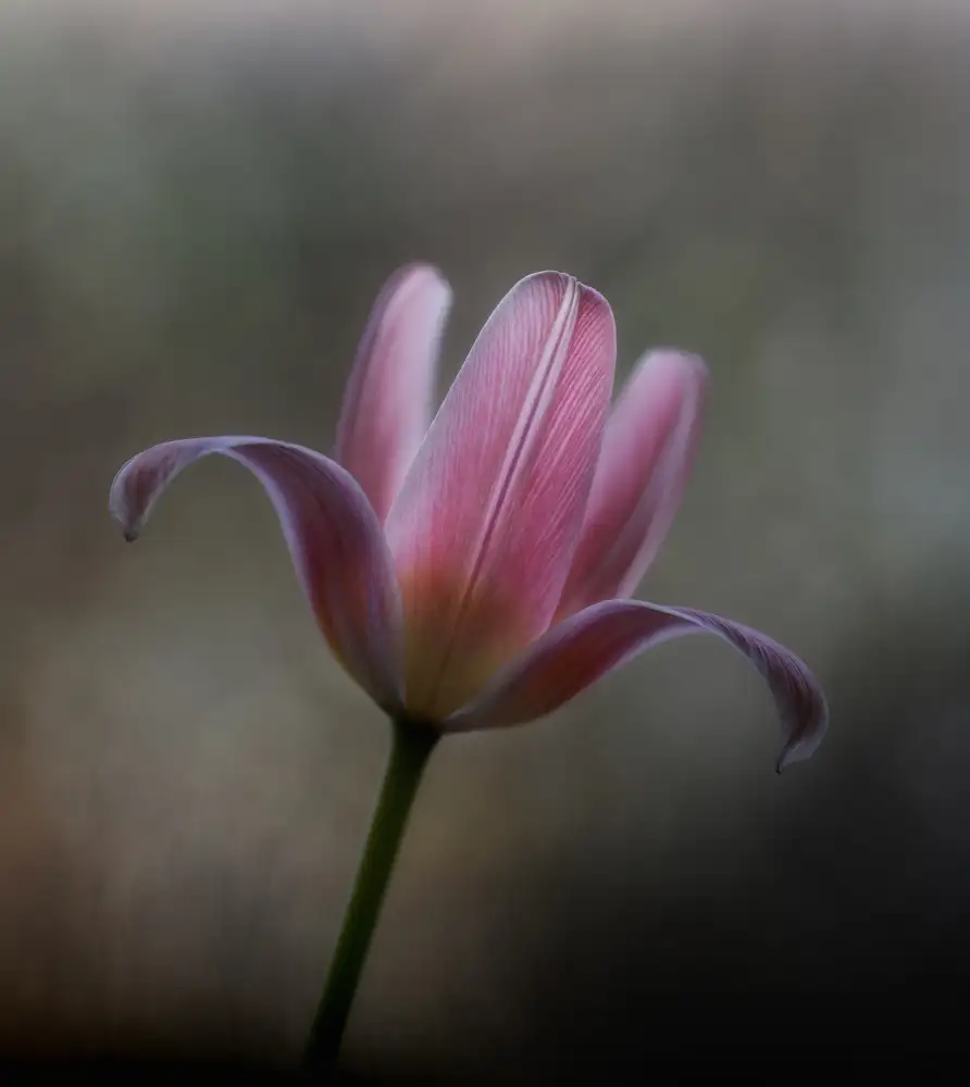 Grønkjær, Lotte: Tulipán del jardín