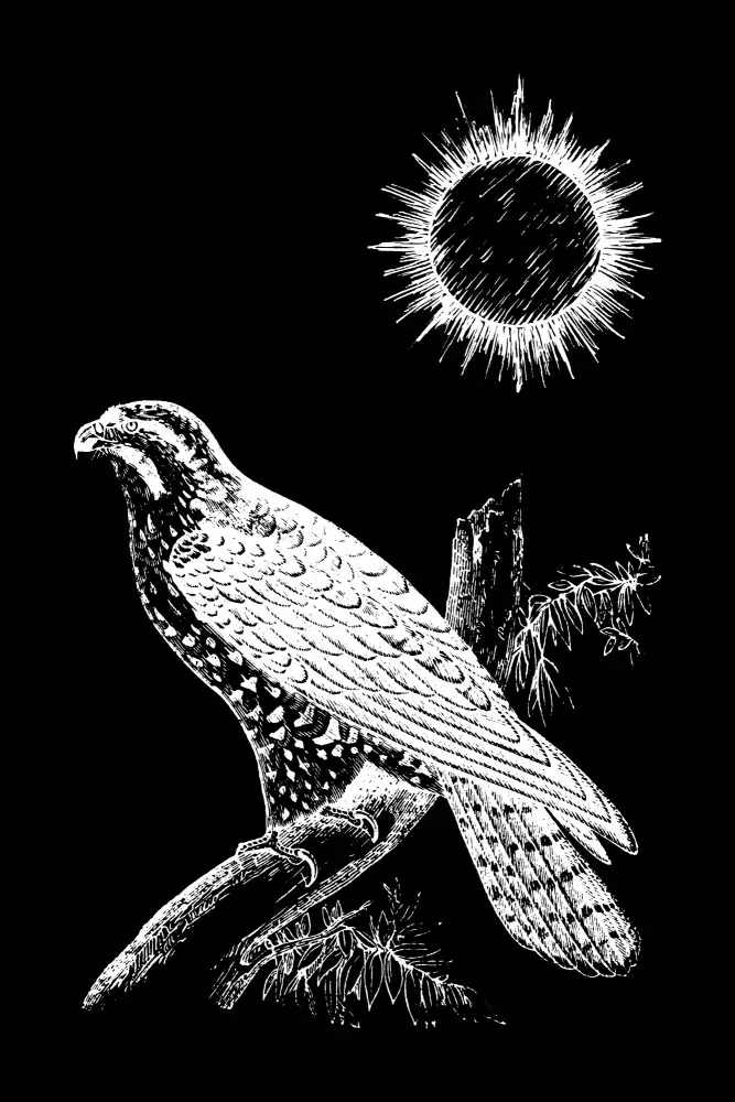 Aal, Abdel Hussein: Falcon Peregrine