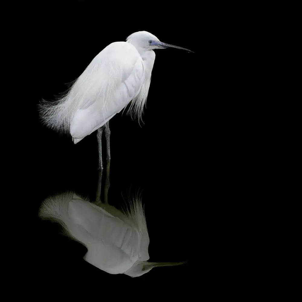 Guillemot, Mathilde: Reflexión
