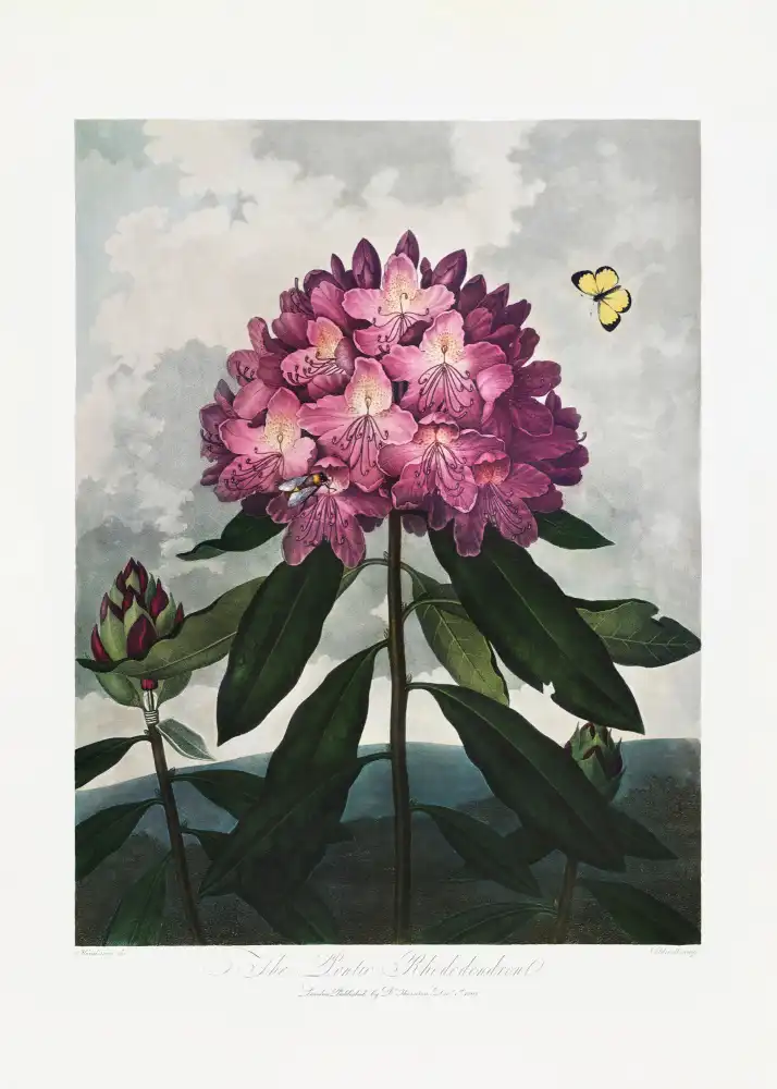 【超目玉枠】 河合美江、「桜花」、希少画集の額装画、四季、風景、人気作品 絵画