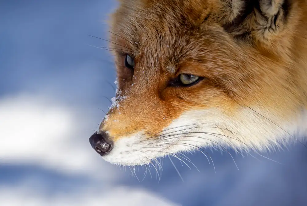 W, Joanna: Japanese Fox