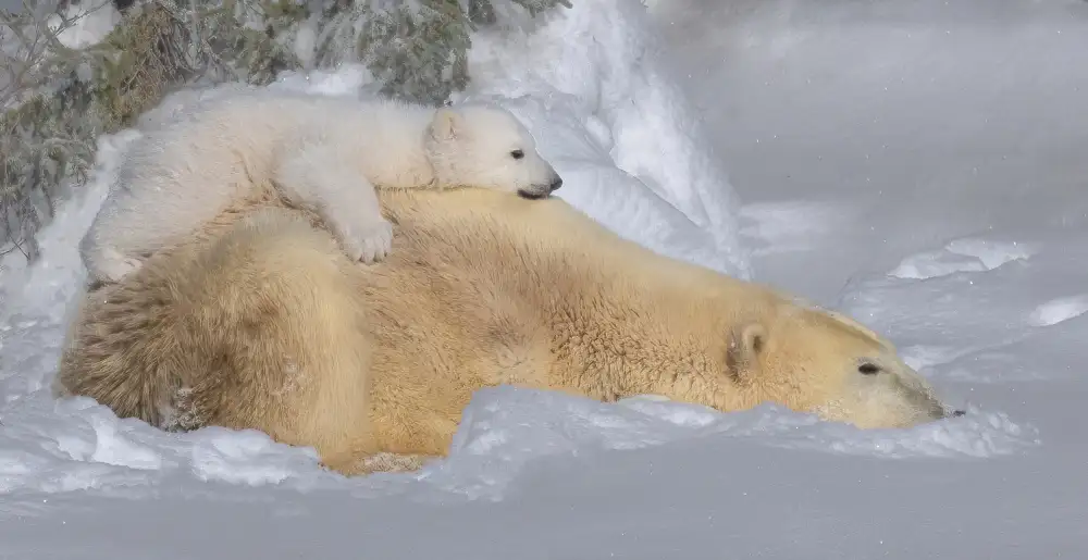 Su, Yuan: Sleep
