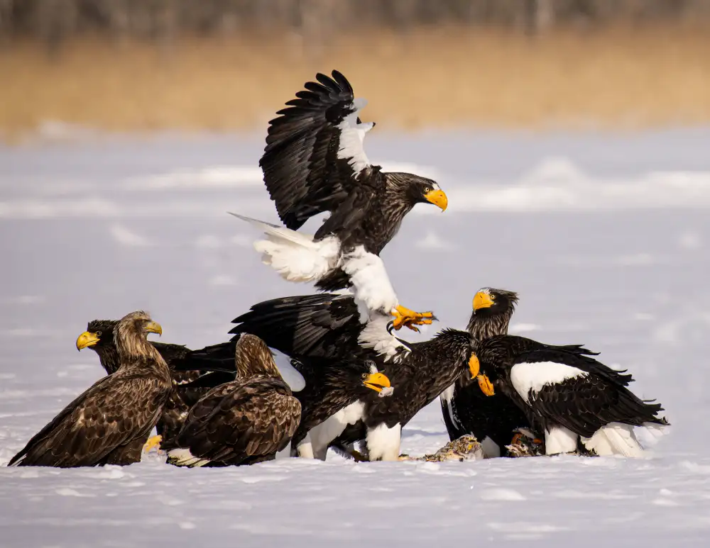 Zhang, Dennis: Aquila di mare di Steller
