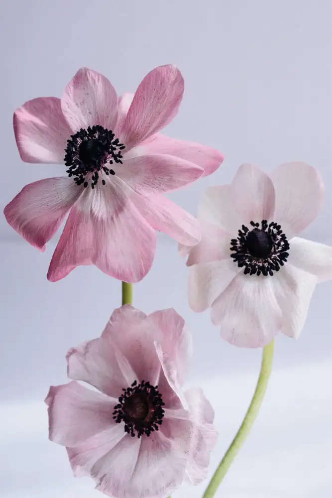 uplusmestudio: Lovely Anemones