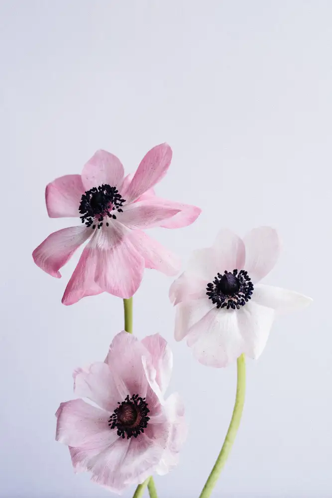 uplusmestudio: Dancing Anemones