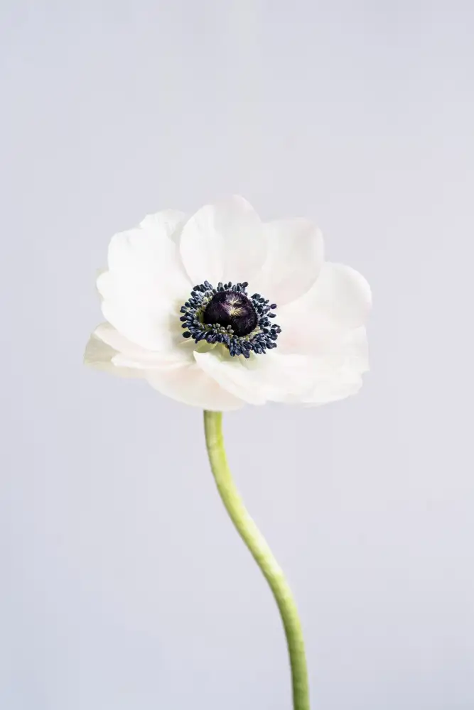 uplusmestudio: Precious Anemone