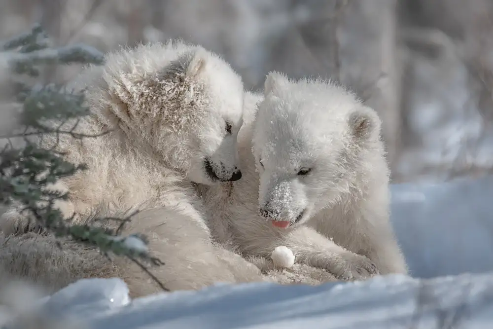 Wei, and Siyu: Hermanos del oso polar