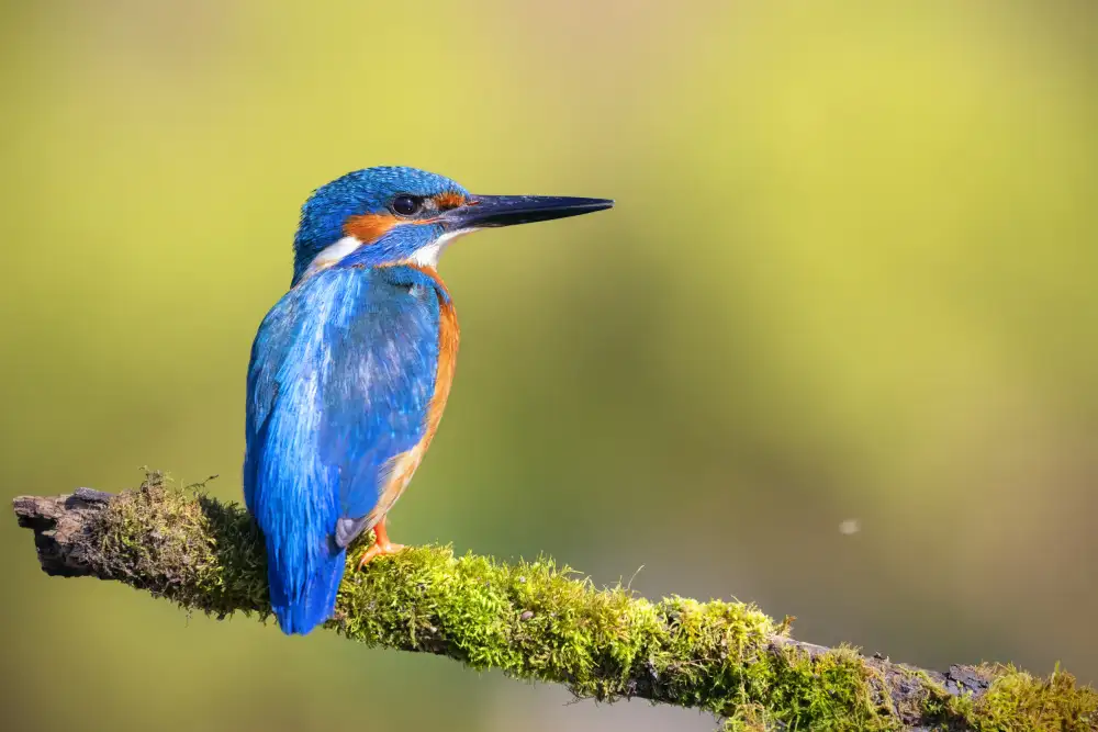 Goran, Tony: Mr. Fisher, Kingfisher!