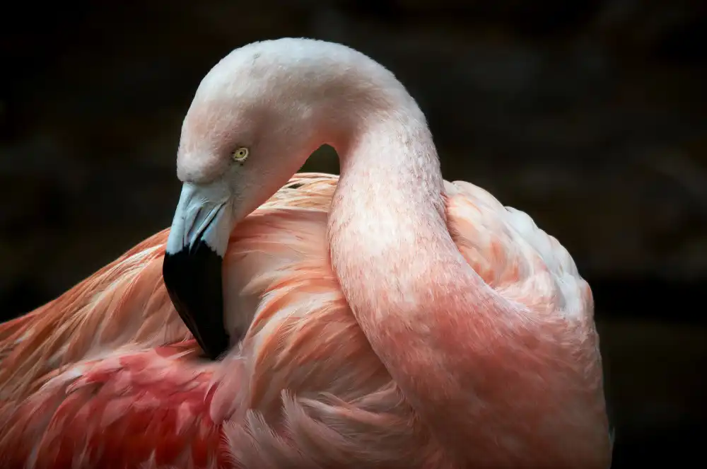 Mazzoni, Riccardo: Plumage care