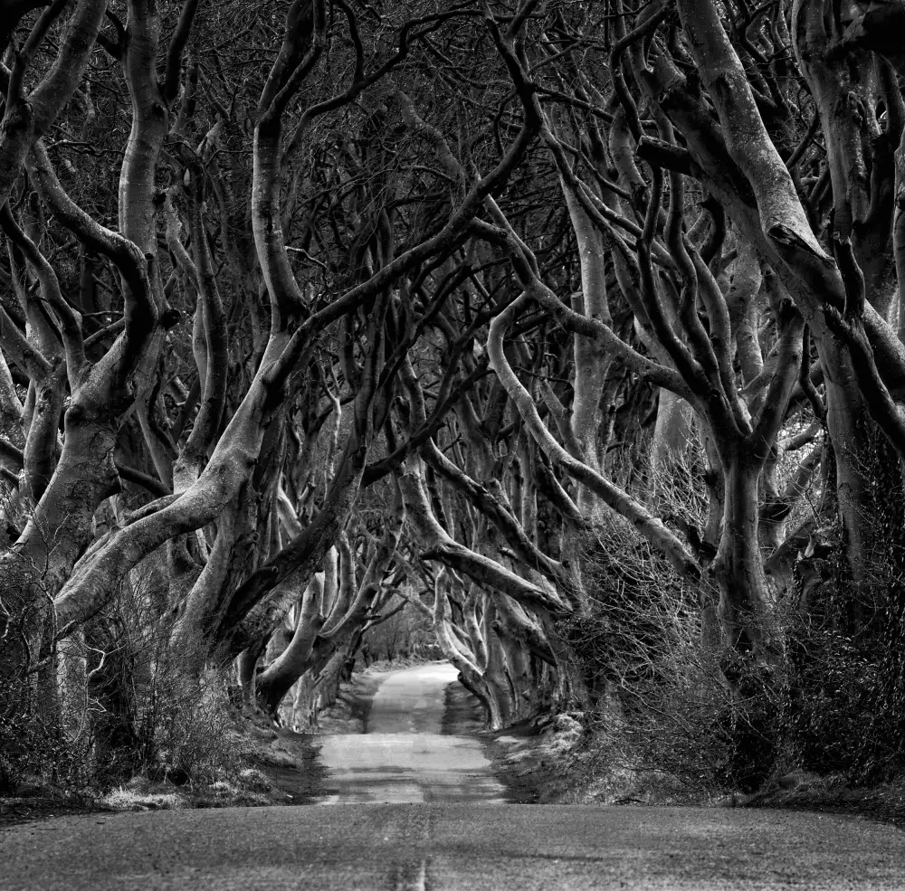 Grigorjeva, Eleonora: Black and white photo of Road through the Dark Hedges