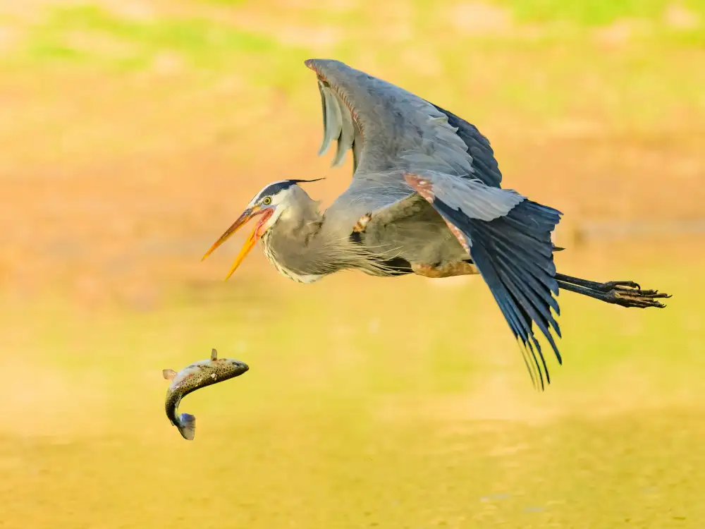Wang, Moses: Le grand héron a perdu son poisson