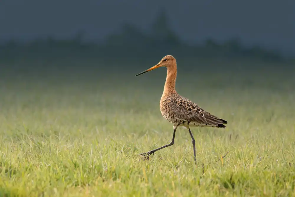 Horst, ter Gert: Black-tailed godwit