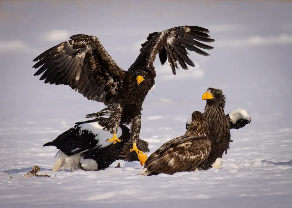 Zhang, Dennis: Aquila dalla coda bianca