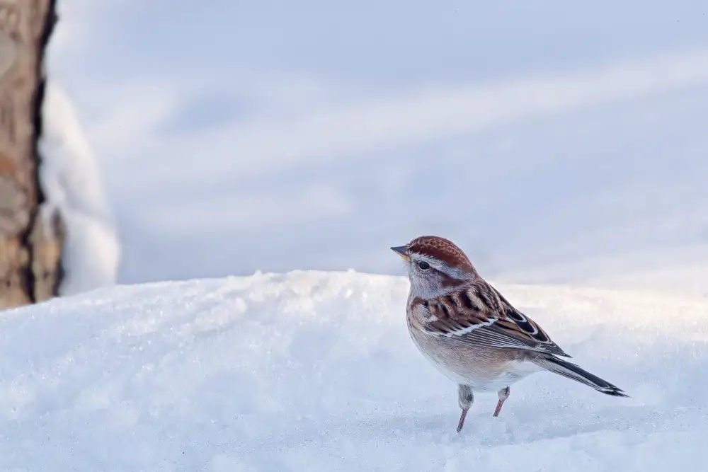 Gagnon, Lucie: Passera mattugia americana in una giornata invernale