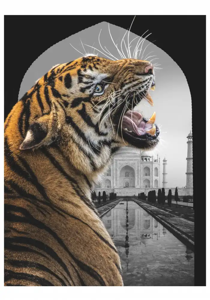 Roze, Fadil: Bengali Stare