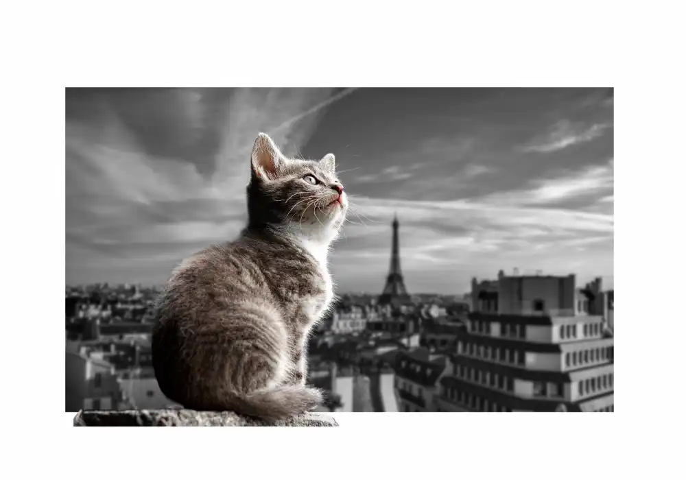 Roze, Fadil: The Eiffel Cat