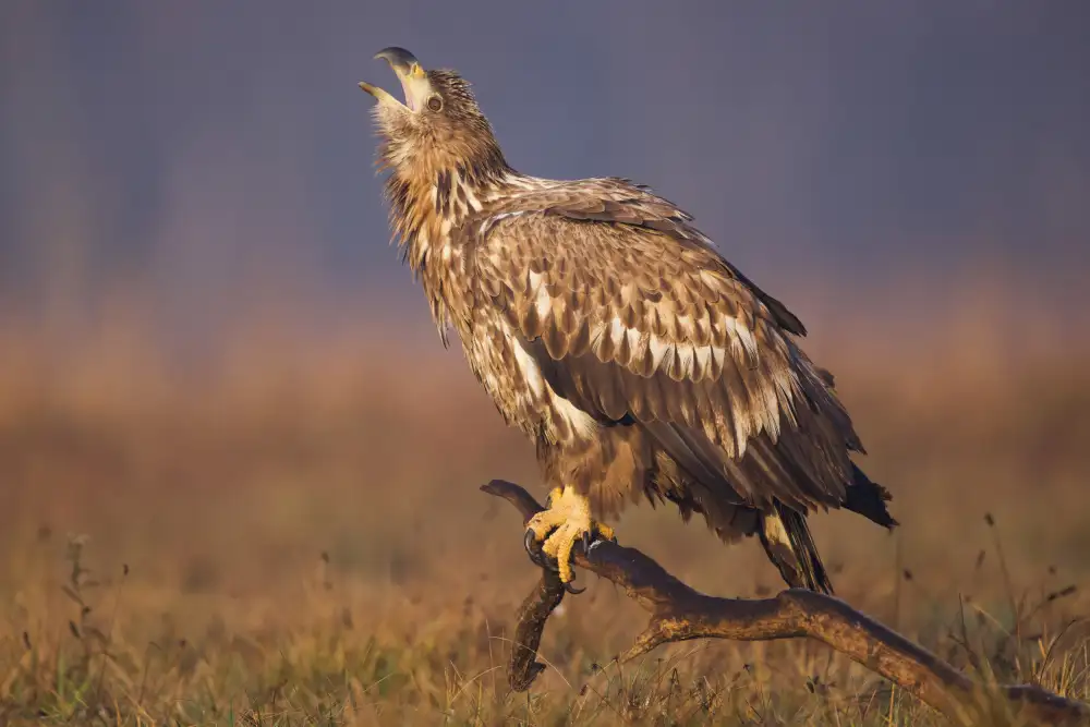Manusevich, David: Aquila dalla coda bianca