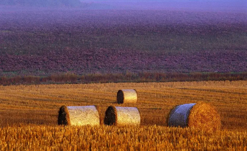 Wallberg, Allan: Campo degli agricoltori