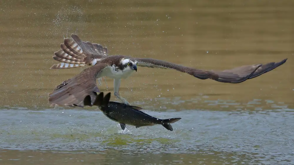 Lam, Gavin: Falco pescatore nella caccia