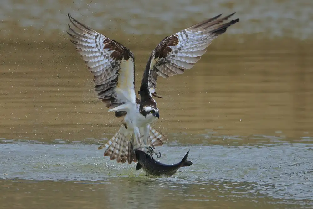 Lam, Gavin: Falco pescatore nella caccia