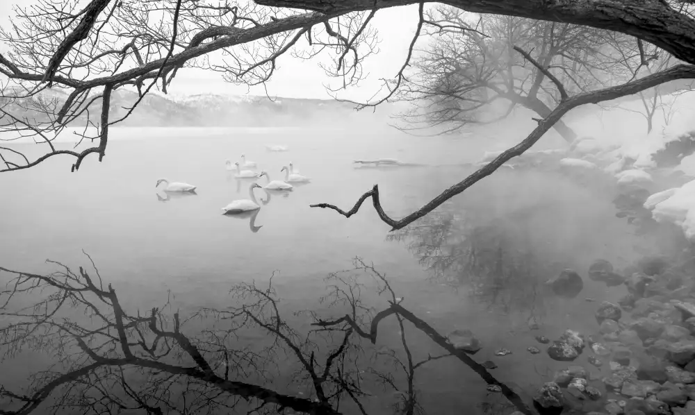 W, Joanna: Swans in hot springs