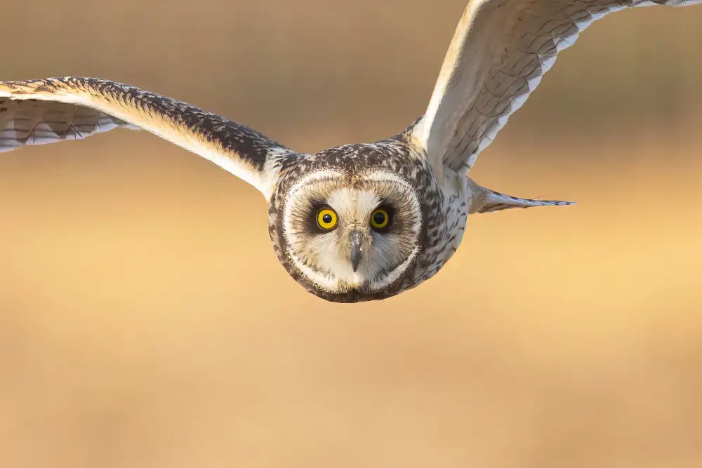 Jin, Jie: Surtout gros plan sur le vol du hibou (avant)