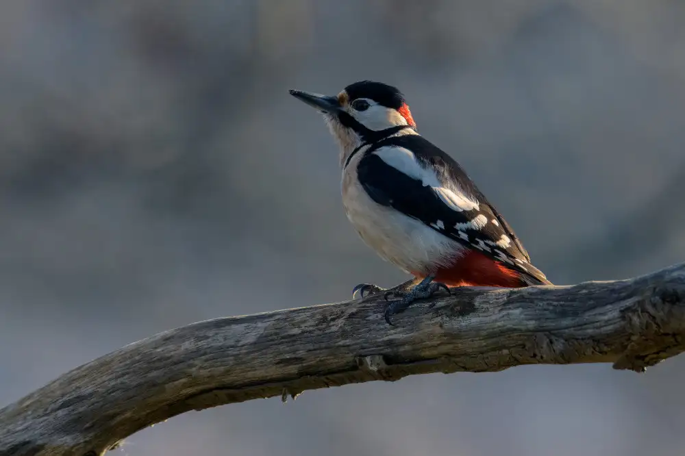 Galimberti, Marco: Spotted woodpecker