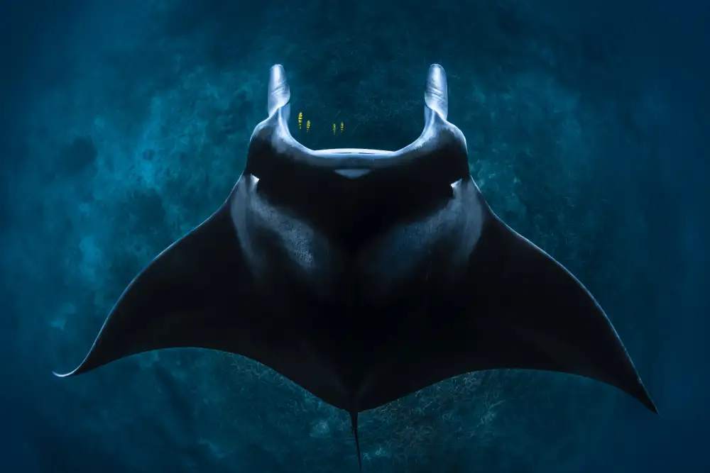 Gabriel, Barathieu: Mobula alfredi