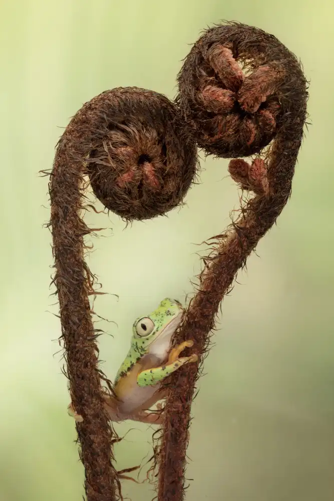 Lester, D Linda: La primavera è nell'aria con la raganella dei lemuri
