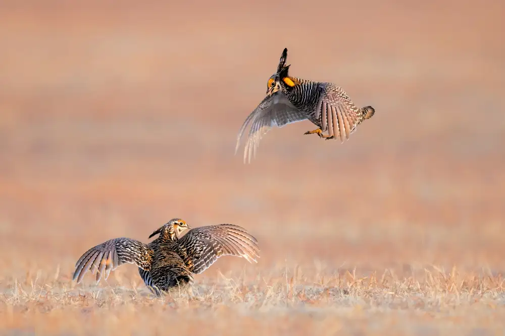 Zuo, Jun: Il ballo del mattino