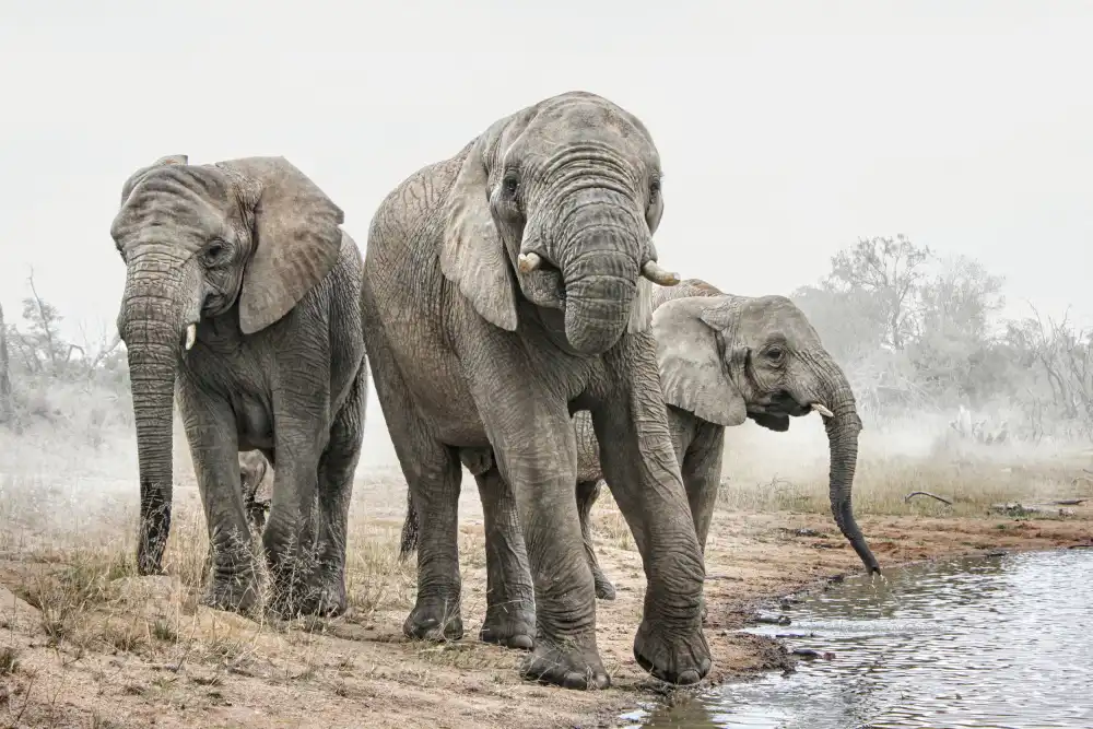 Grohovaz, Gaby: Four Elephants