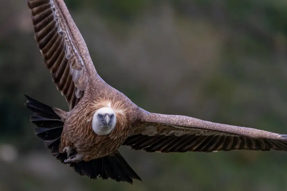 Weiss, Shmulik: Eagle Approaching