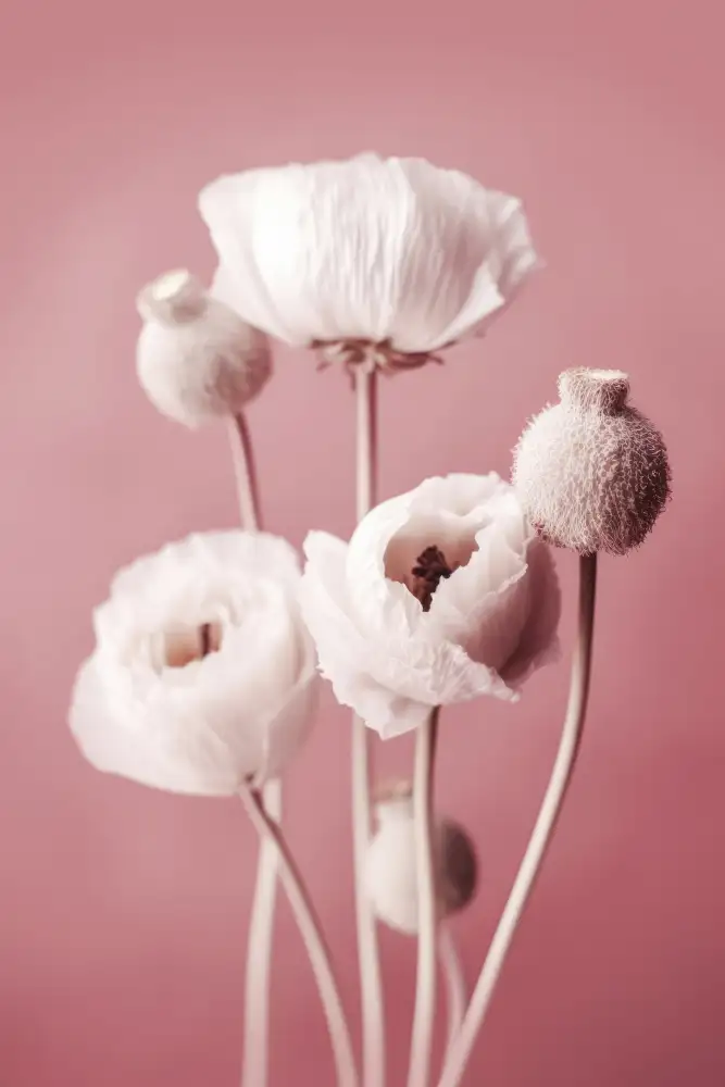 Treechild: Coquelicot Blanc Sur Fond Rose