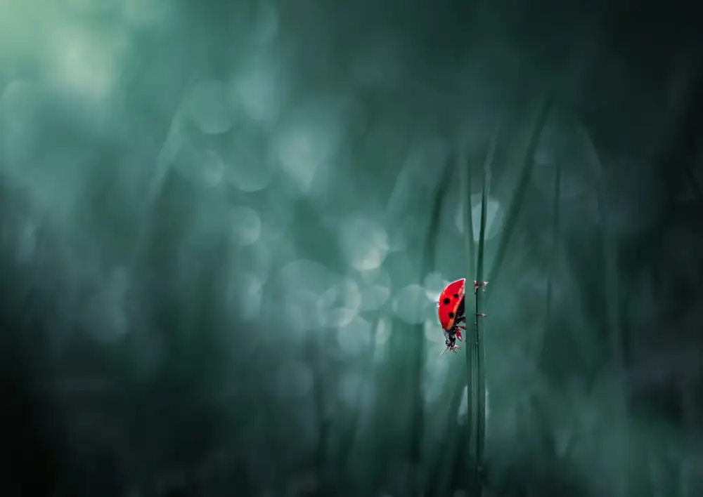 Saluja, Atul: Camminata solitaria