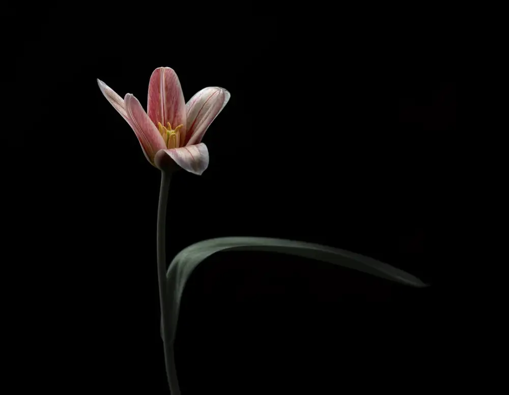 Grønkjær, Lotte: Tulip
