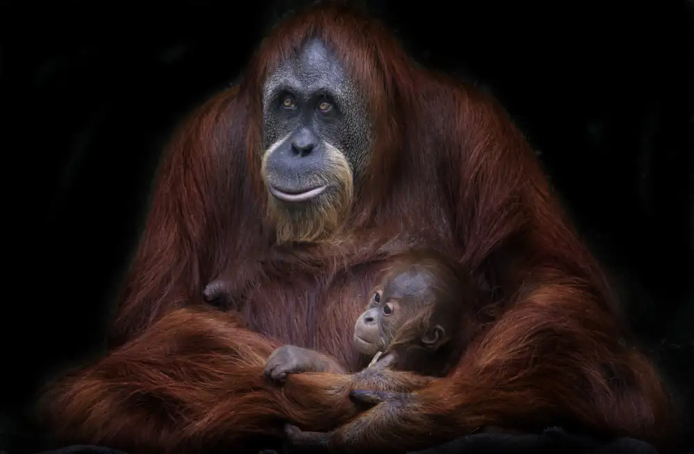 Barriuso, Carlos: Orangutanes de Sumatra