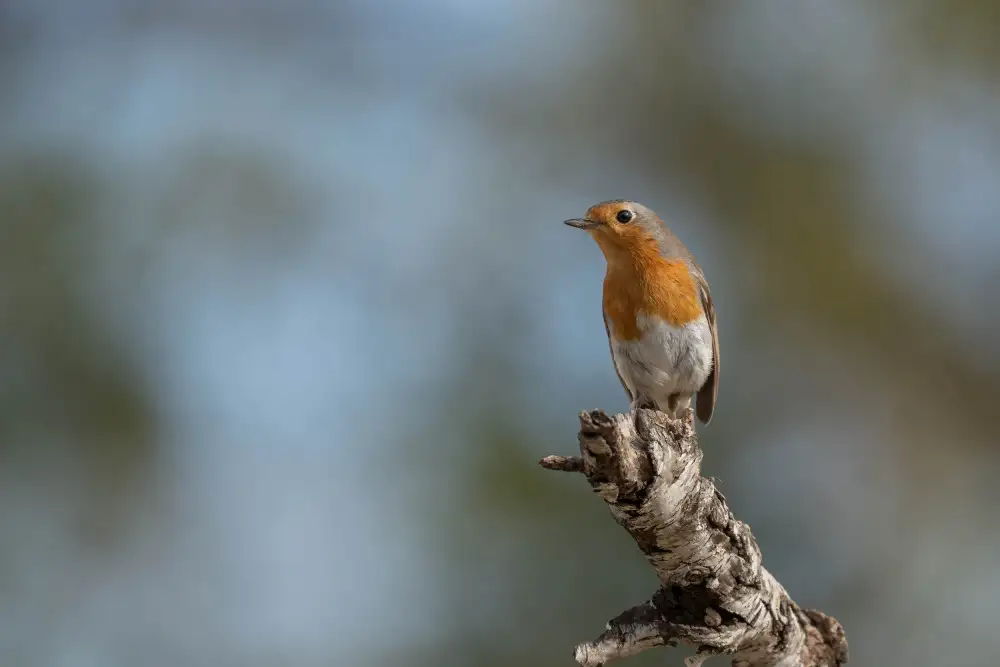 Tortajada, Ezequiel: European robin (Erithacus rubecula)