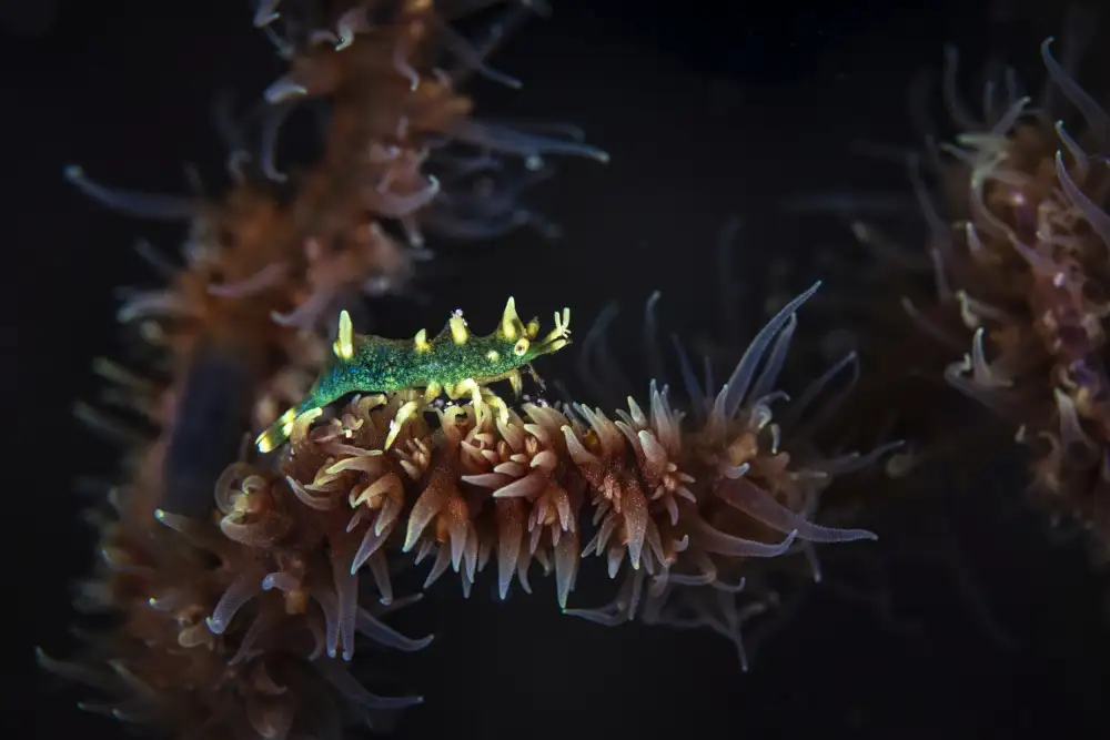 Gabriel, Barathieu: Dragon shrimp