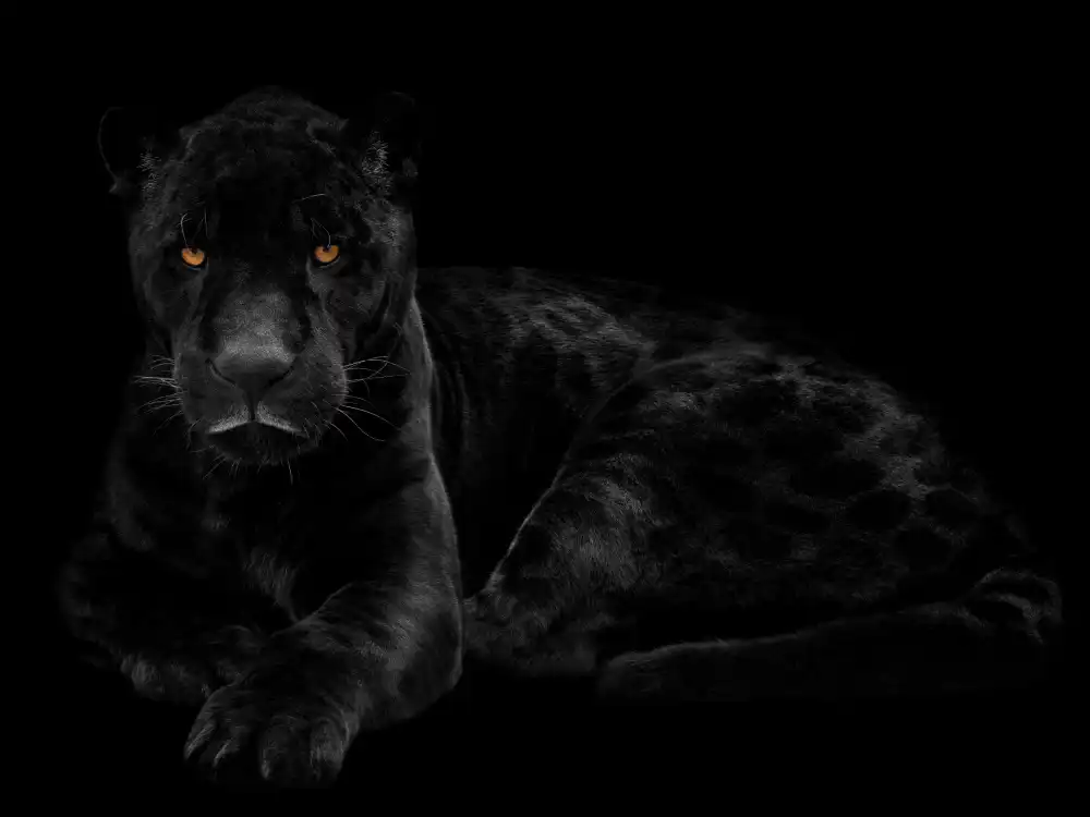 Guillemot, Mathilde: Pantera negra