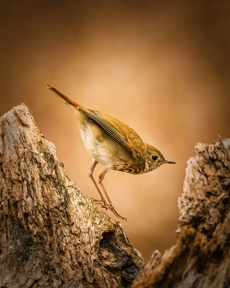 Cai, Xiao: Hermit Thrush