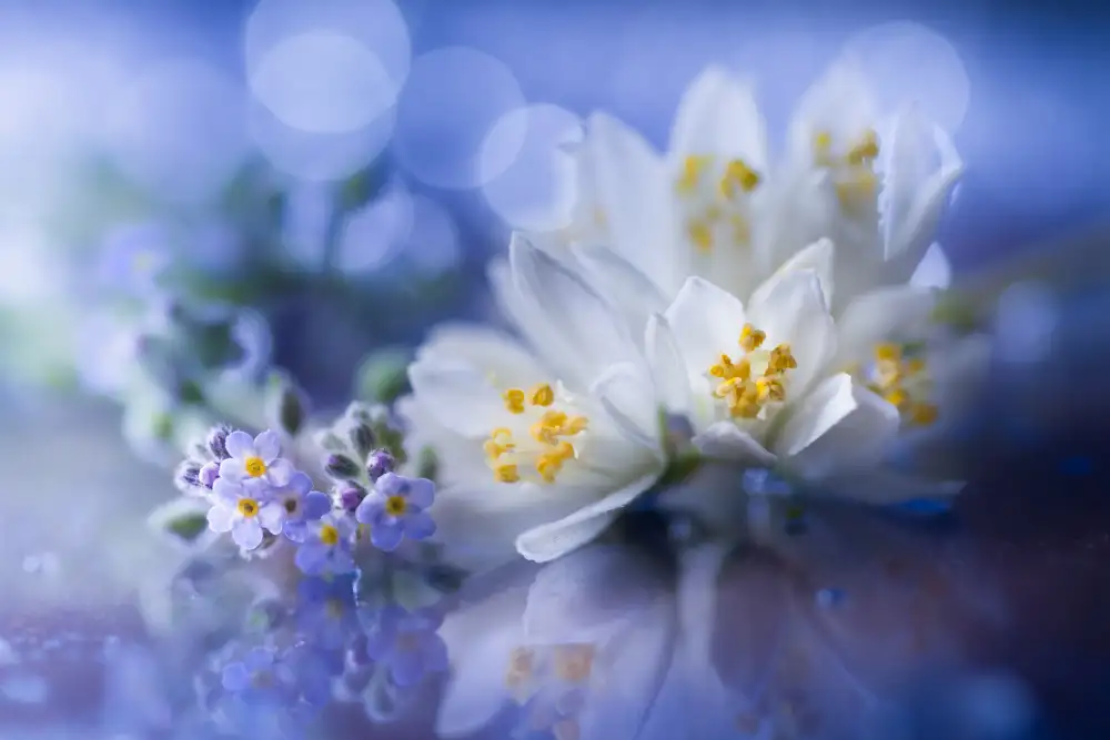 Kowatari, Shihya: white spring