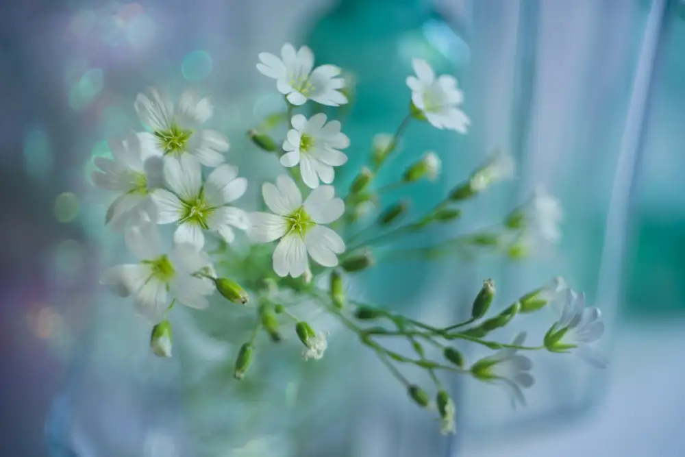 Kowatari, Shihya: white spring