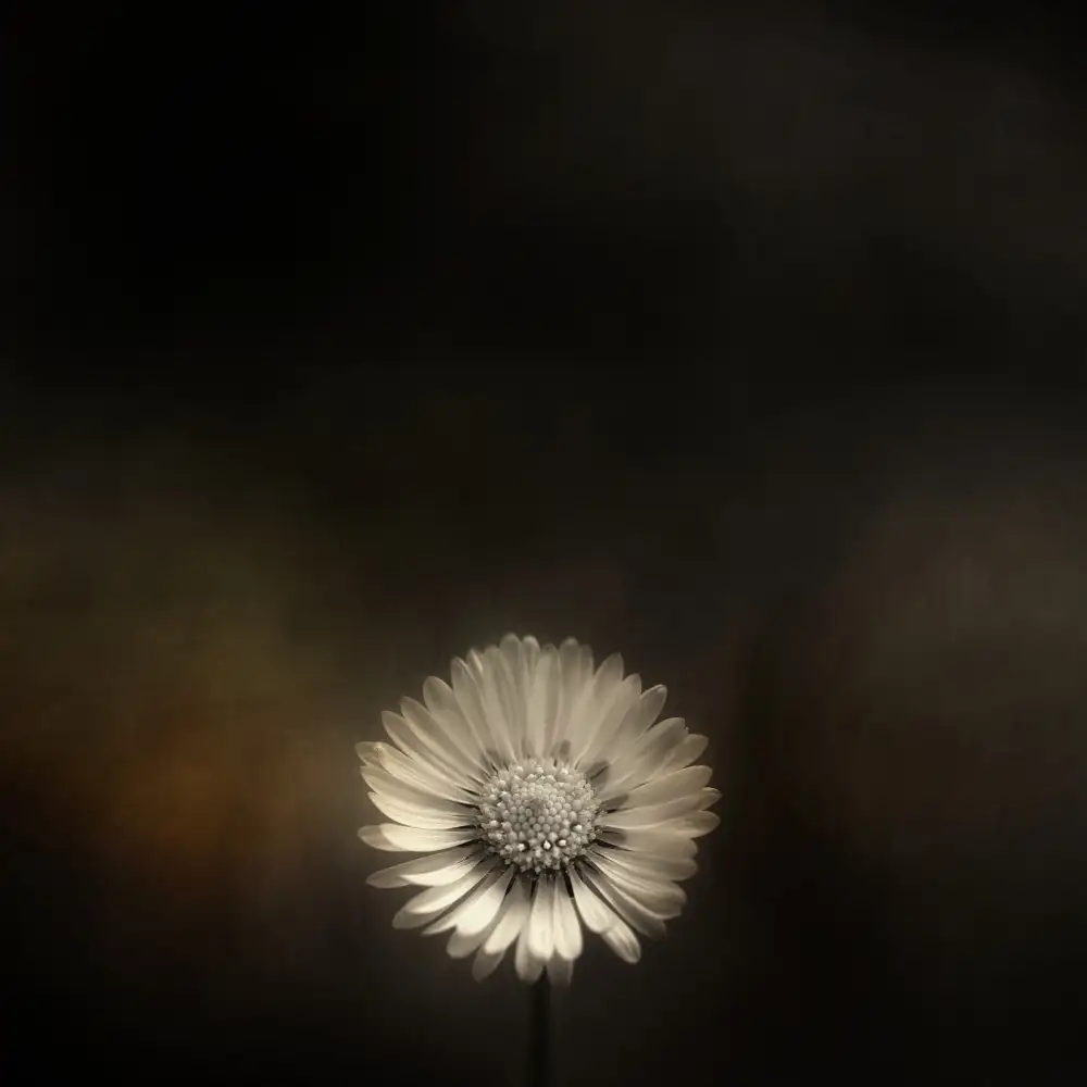 Grønkjær, Lotte: Bellis pequeños