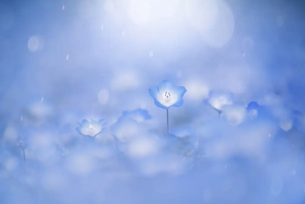 Suzuki, Takashi: Blue glow