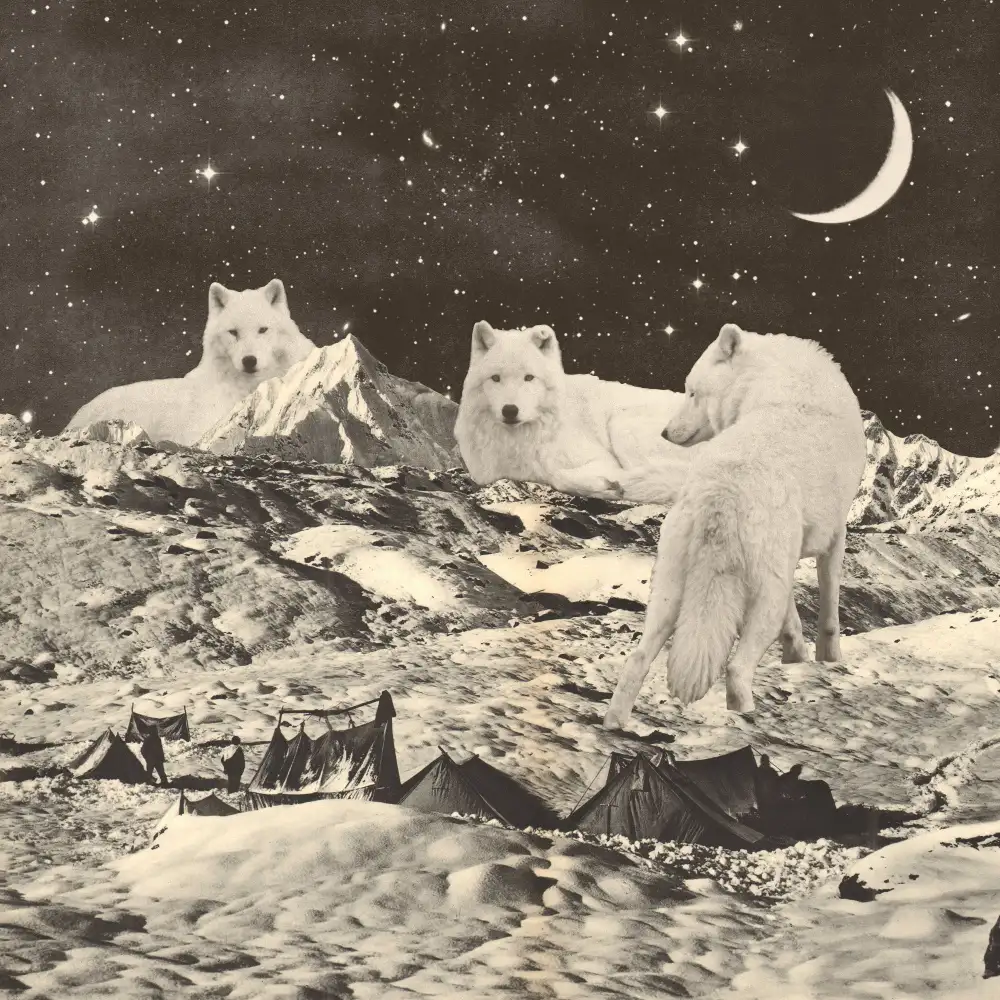 Bodart, Florent: Giant White Wolves