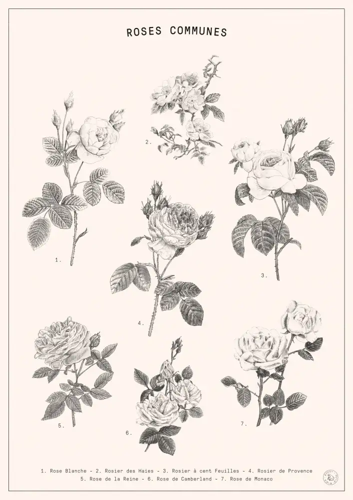 Bodart, Florent: Roses
