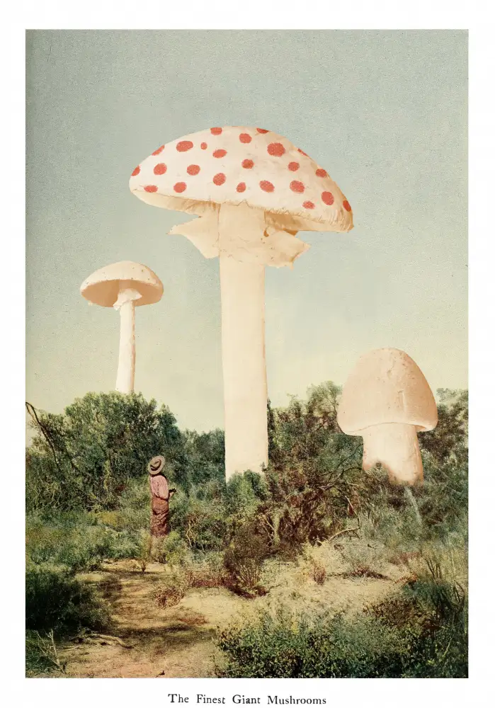 Bodart, Florent: The Finest Giant Mushroom