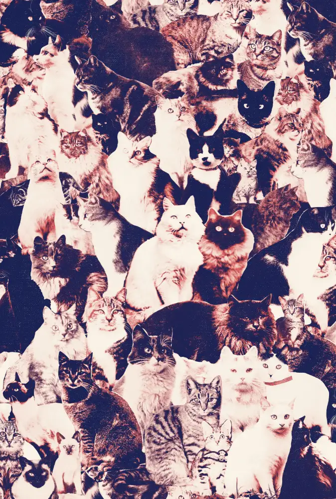 Bodart, Florent: Cats Forever