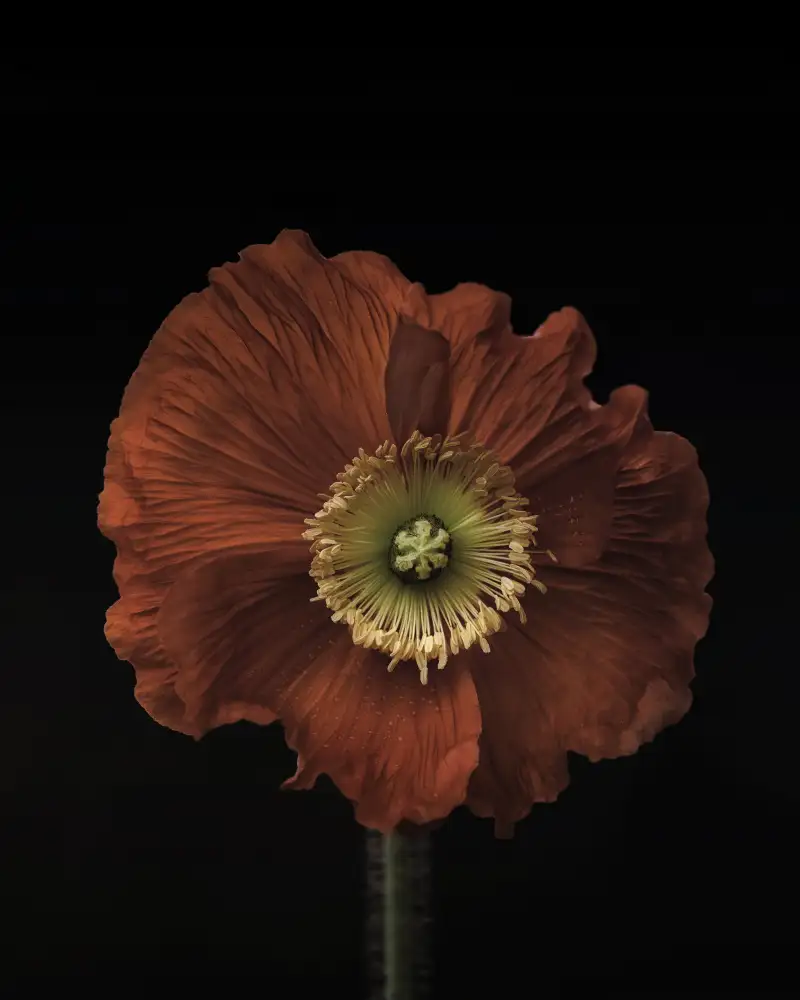 Grønkjær, Lotte: Poppy